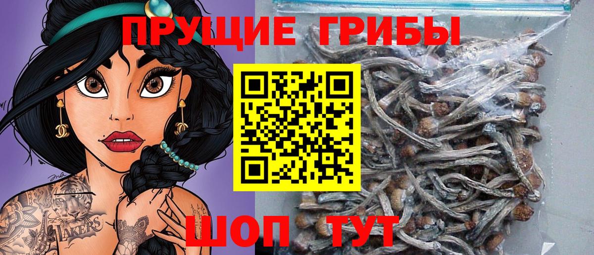 Псилоцибиновые грибы Cubensis Сорочинск